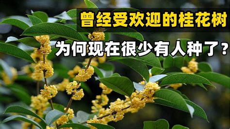 桂花好種嗎|桂花樹怎麼種？栽培和管理的完整指南 